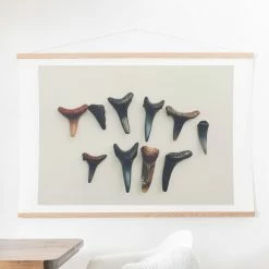 Cheapest 🎁 Upholstered Deny Designs Amelia Island Shark Teeth Wall Scroll 🎉